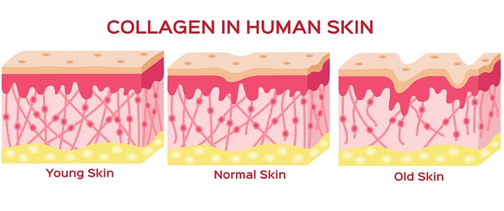 What Exactly Is Collagen?